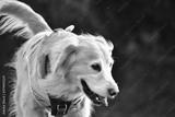 preview bw
