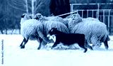 preview cold