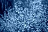 preview cold