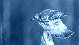 preview cold