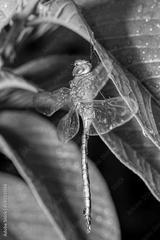preview bw