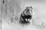 preview bw