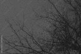 preview bw