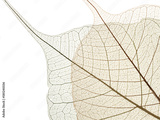 preview original