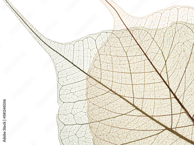 image to crop