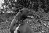 preview bw
