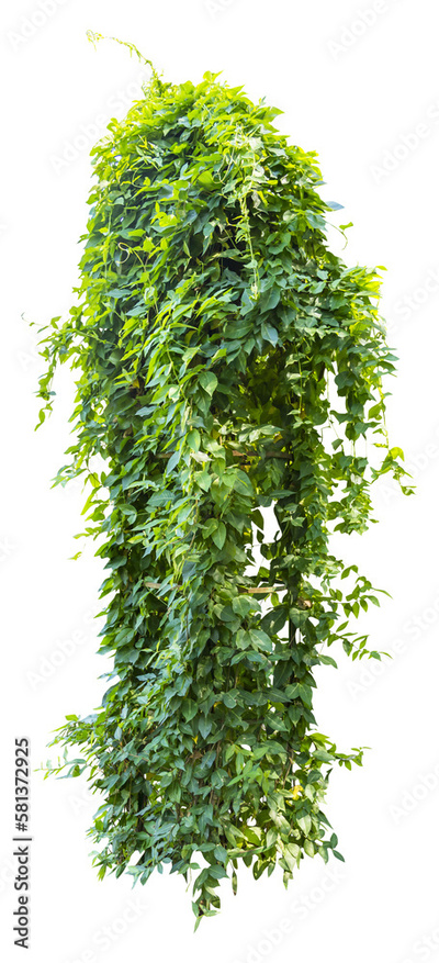 image to crop