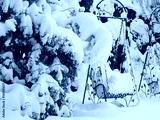 preview cold