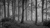 preview bw