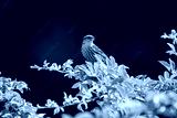 preview cold
