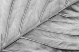 preview bw