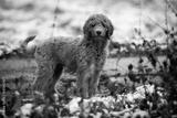 preview bw