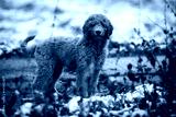 preview cold