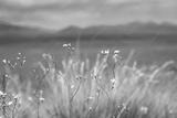 preview bw