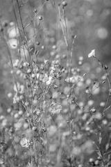 preview bw