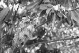 preview bw