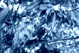 preview cold