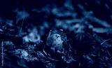 preview cold