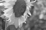 preview bw