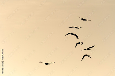 image to crop