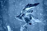 preview cold