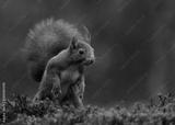 preview bw