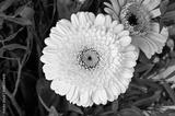 preview bw