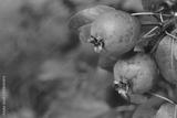 preview bw