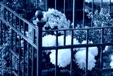 preview cold