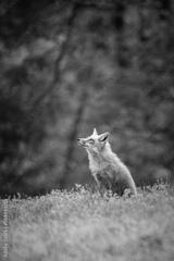 preview bw