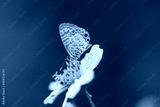 preview cold