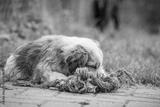 preview bw