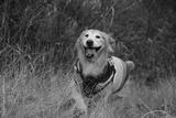 preview bw