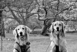 preview bw
