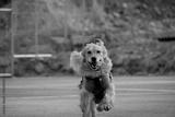 preview bw