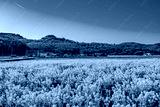 preview cold
