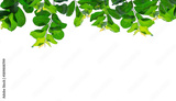preview original