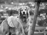 preview bw