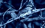 preview cold