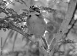 preview bw