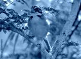 preview cold