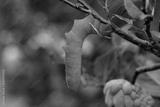 preview bw