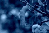 preview cold