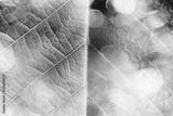 preview bw