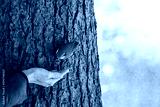 preview cold