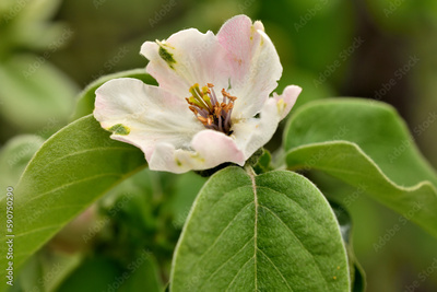 image to crop