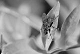 preview bw