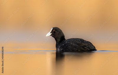 image to crop