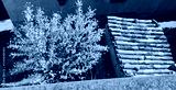 preview cold