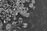 preview bw